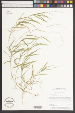 Muhlenbergia huegelii image
