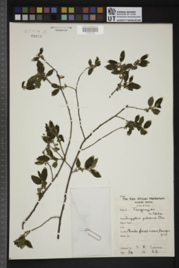 Ziziphus pubescens image