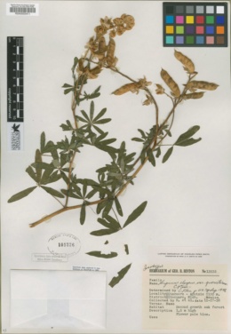 Lupinus elegans image