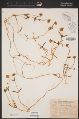 Lasthenia gracilis image