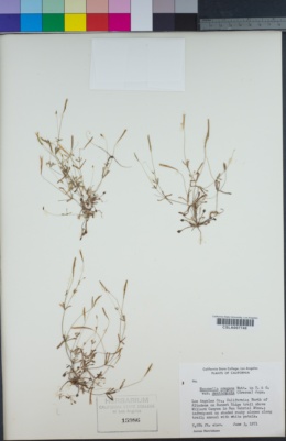 Meconella denticulata image