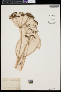 Eulophus americanus image