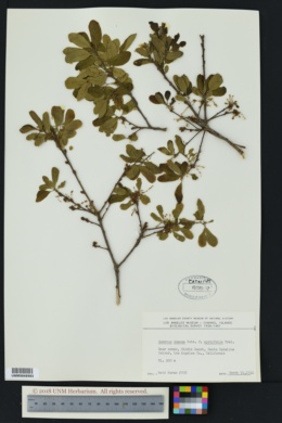 Image of Quercus dumosa