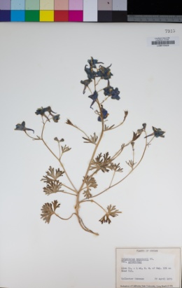 Delphinium menziesii subsp. menziesii image