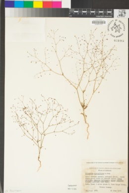 Eriogonum spergulinum image