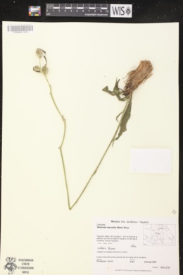 Image of Manfreda maculata