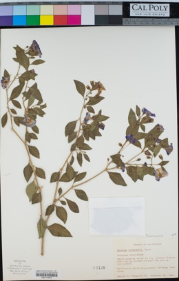 Solanum rantonnetii image