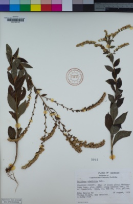 Image of Solidago ulmifolia