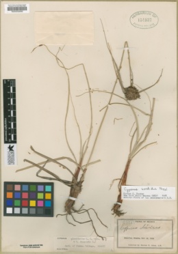 Cyperus sordidus image