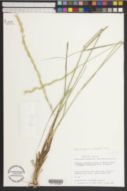 Pseudoroegneria stipifolia image