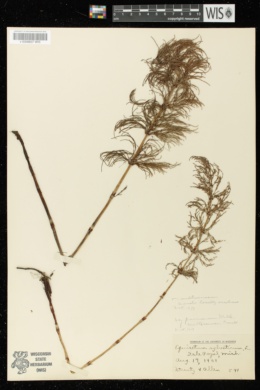 Equisetum sylvaticum var. multiramosum image