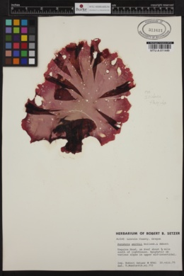 Pyropia smithii image