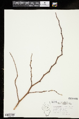 Neillia sinensis image