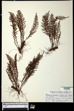 Image of Adenophorus tamariscinus var. montanus