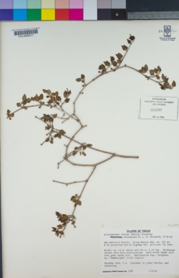 Image of Acleisanthes obtusa
