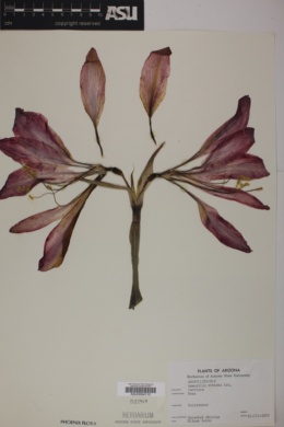 Amaryllis vittata image