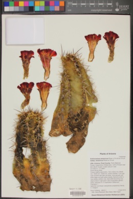 Echinocereus arizonicus subsp. arizonicus image