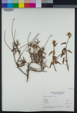 Bahiopsis laciniata image
