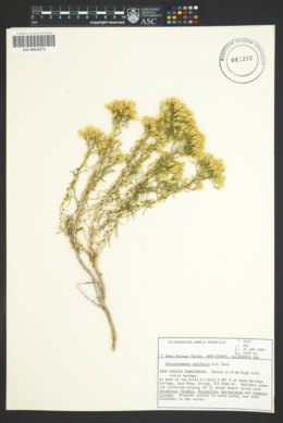 Chrysothamnus viscidiflorus subsp. axillaris image