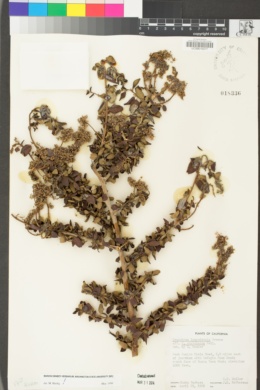 Ceanothus leucodermis image