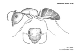 Camponotus caryae image