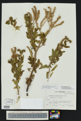 Image of Phacelia utahensis