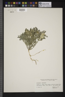 Astragalus aquilonius image
