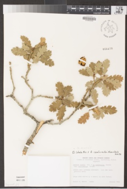 Quercus × munzii image