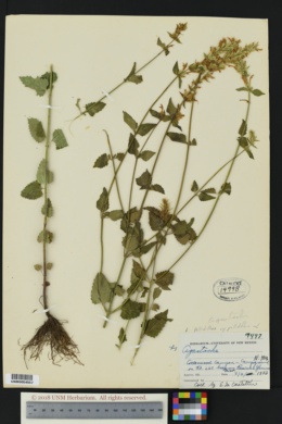Agastache pallidiflora var. pallidiflora image