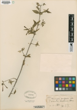 Image of Bouvardia chrysantha
