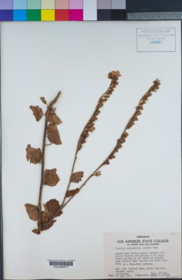 Phacelia grandiflora image