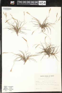 Image of Tillandsia bandensis