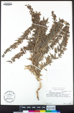 Trichostema lanceolatum image
