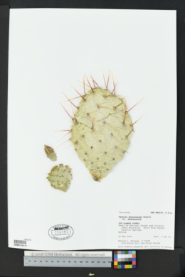 Opuntia phaeacantha var. phaeacantha image