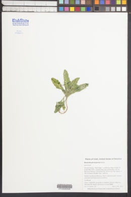 Mentzelia pterosperma image