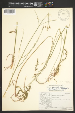 Camissonia specuicola image