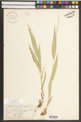 Dichanthelium xanthophysum subsp. xanthophysum image