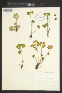 Image of Chrysosplenium alternifolium