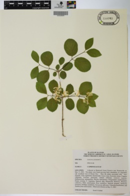 Lonicera xylosteum image
