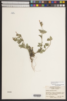Glandularia delticola image