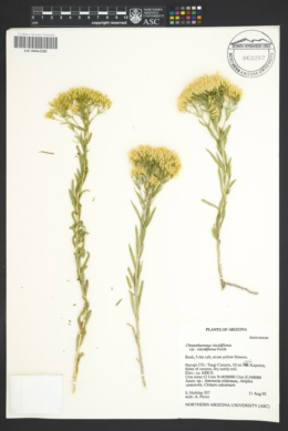Image of Ericameria viscidiflora
