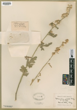 Sphaeralcea rusbyi image