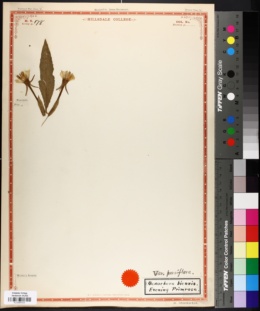 Oenothera biennis var. parviflora image