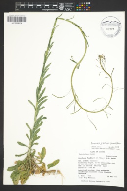 Boechera gracilipes image
