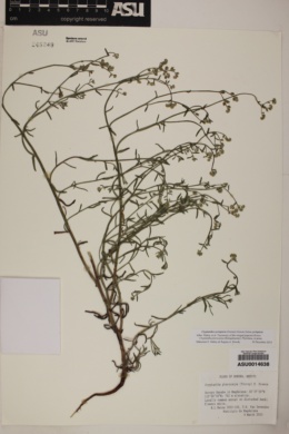 Image of Cryptantha pterocarya
