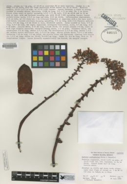 Dudleya pachyphytum image