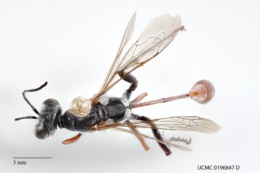 Image of Ammophila mescalero