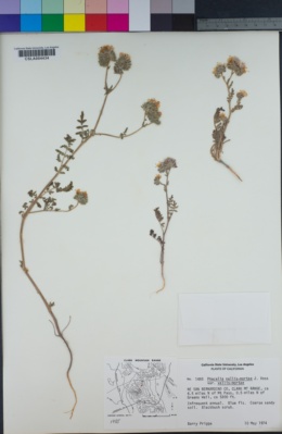 Phacelia vallis-mortae var. vallis-mortae image