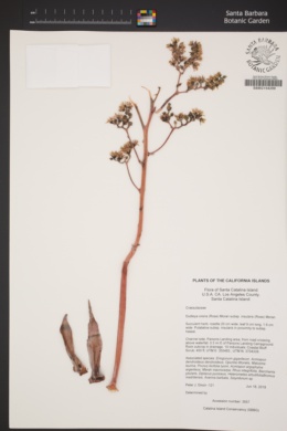 Dudleya virens subsp. insularis image