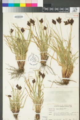Carex helleri image
